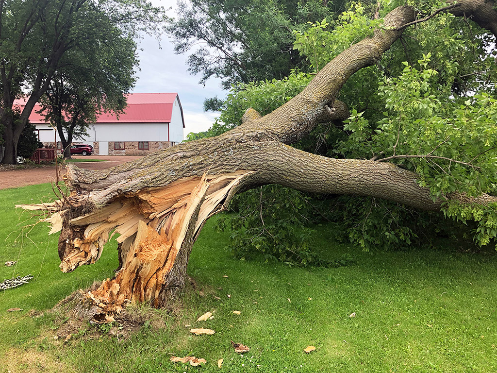 What-are-Emergency-Tree-Services-and-When-Do-You-Need-Them--_-Emergency-Tree-Services-in-Fort-Worth,-TX