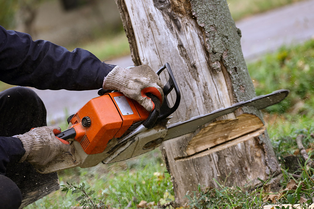 The Importance of Tree Removal Service in Fort Worth, TX