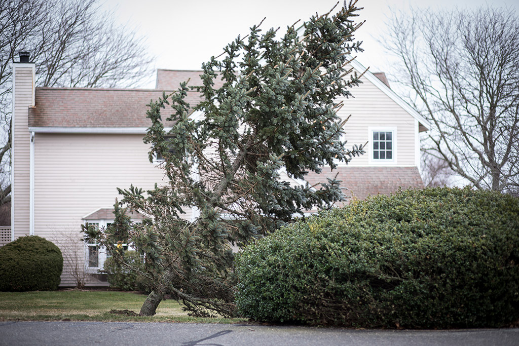 Things You Should Know About Emergency Tree Service In Dallas, TX