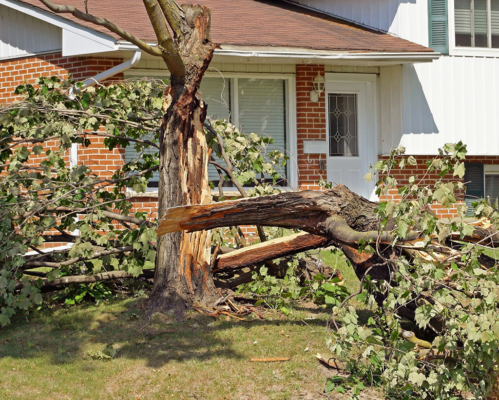 All About Emergency Tree Removal Service in Dallas Fort Worth Area