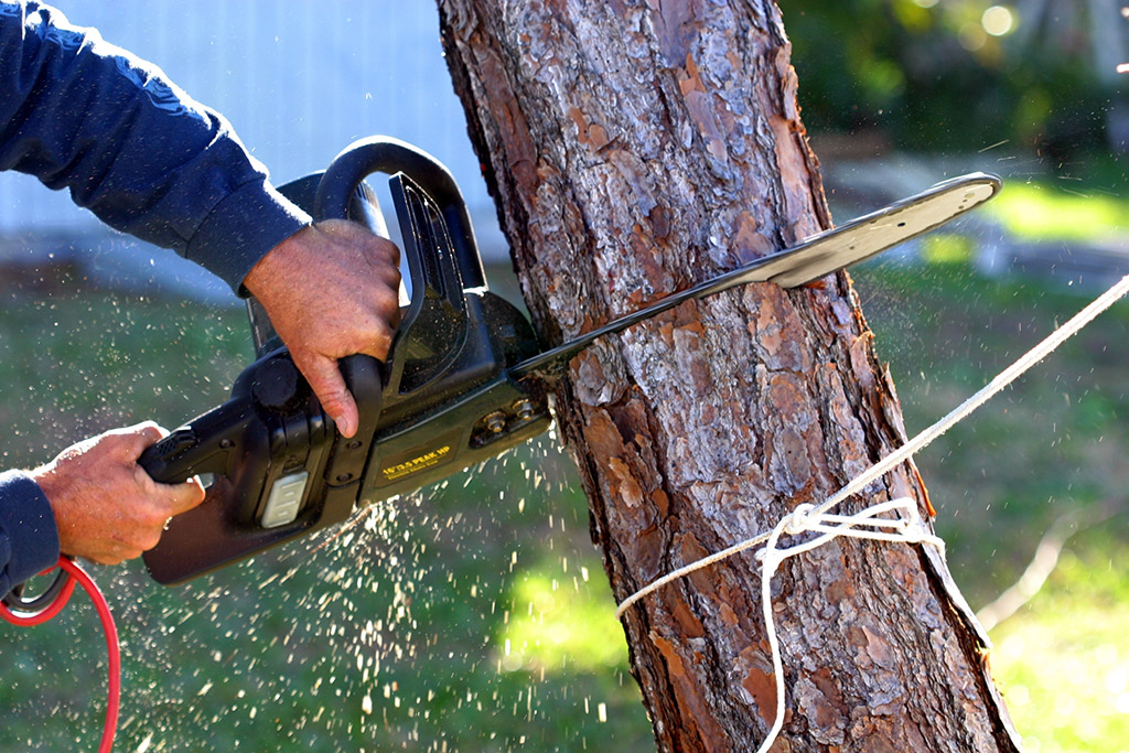 Top 7 Signs That a Tree Should Be Removed from Your Property | Tree Service in Dallas, TX