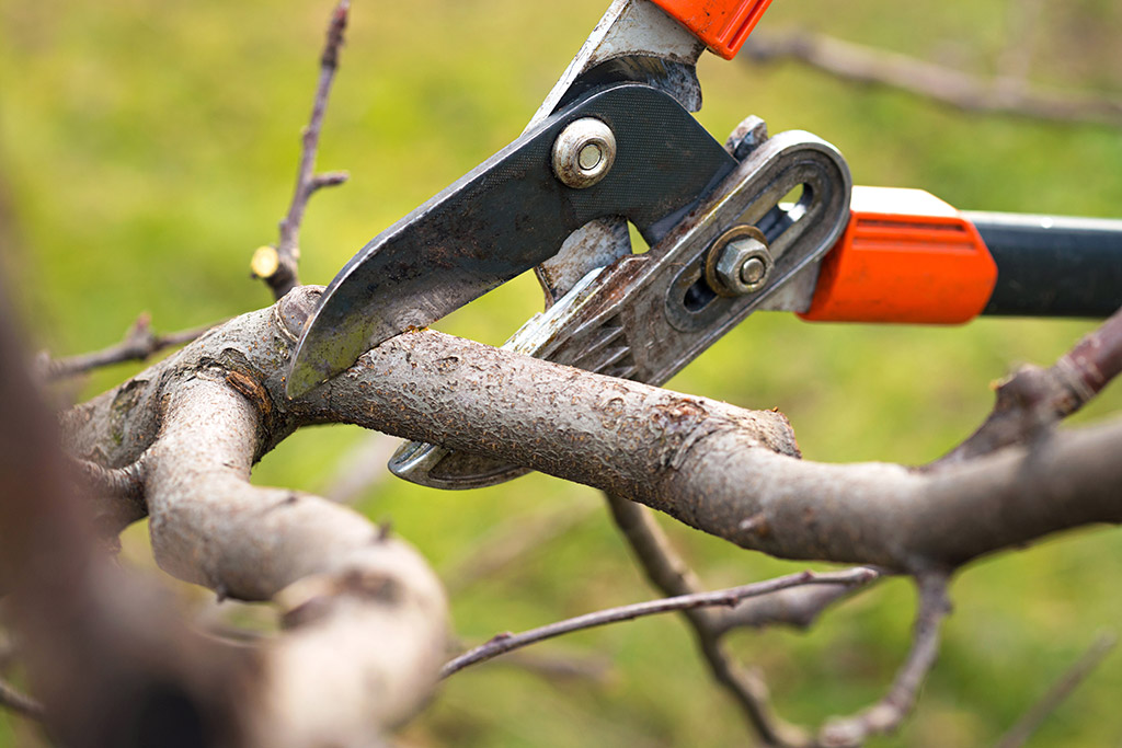 Top Signs Your Trees Need Pruning | Tree Removal Service in Dallas, TX