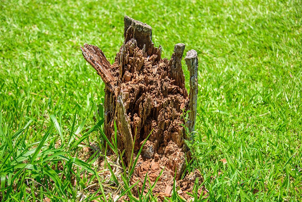 Why-Do-You-Need-a-Stump-Grinding-Tree-Service-in-Dallas--