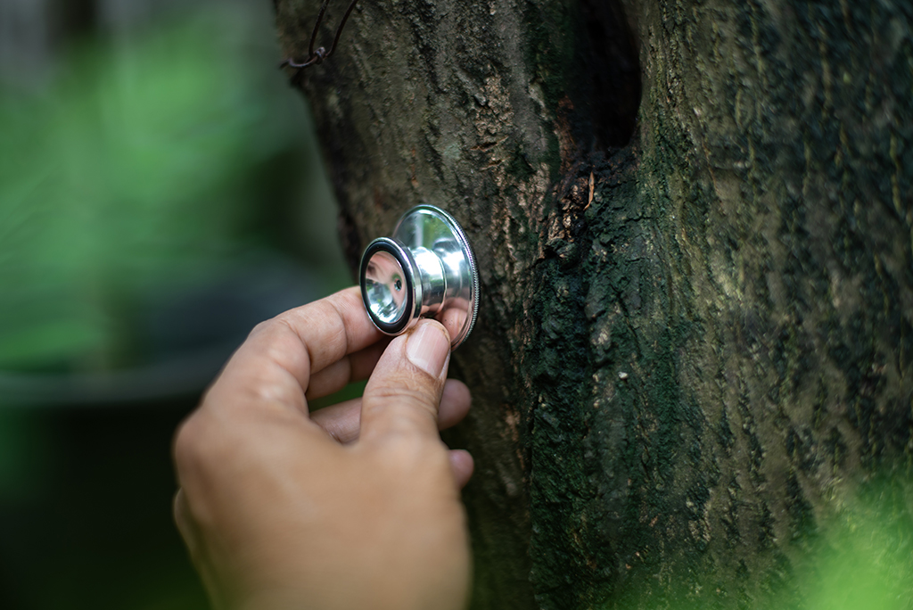 Top Seven Benefits of Tree Inspection and Maintenance | Tree Maintenance in Dallas Fort Worth