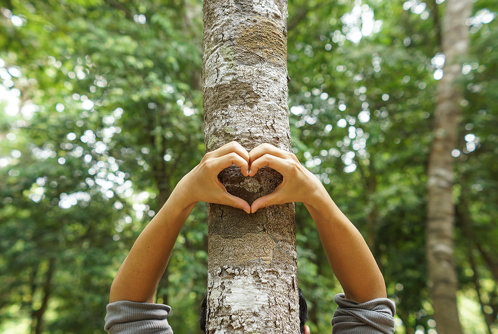 Save the Planet Today – Take Care of Your Trees | Tree Service in Dallas, TX