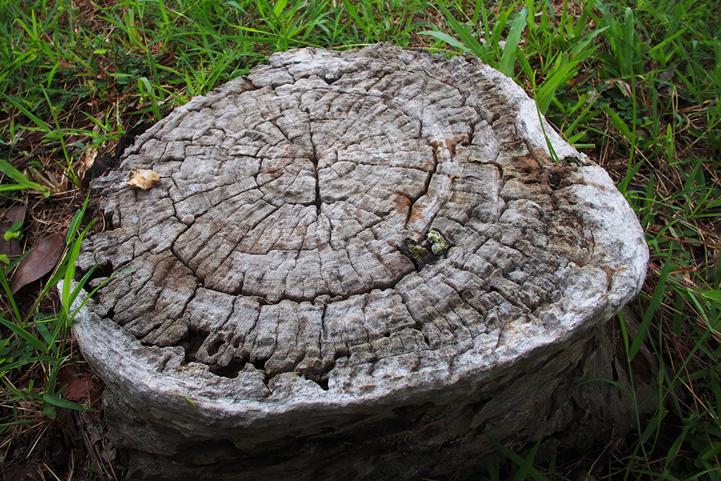 Benefits of Tree Stump Grinding | Tree Stump Grinding Service in DFW