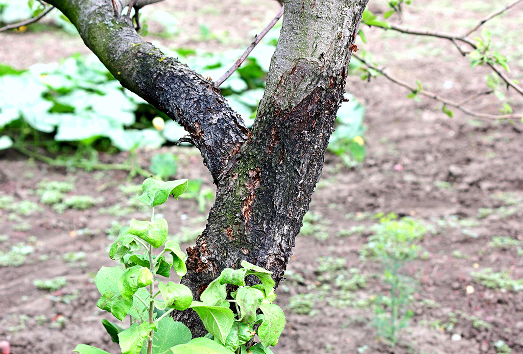Infested Trees? Learn the Most Common Causes | Tree Removal Service in Fort Worth, TX