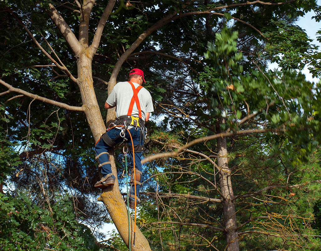 Types of Tree Trimming and Its Benefits | Tree Trimming Service in Dallas, TX