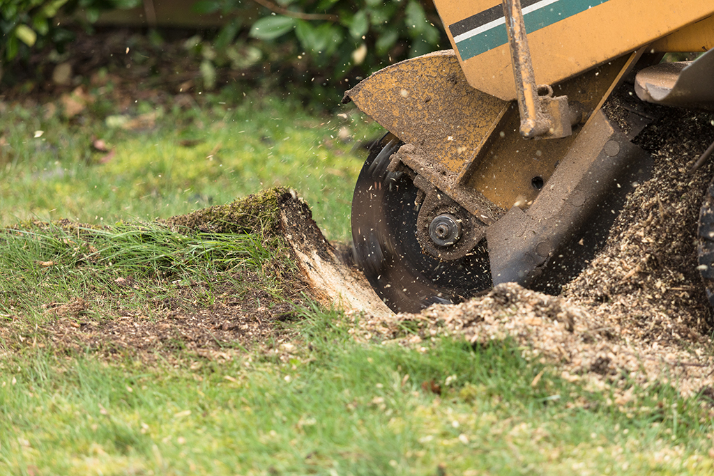 Why is Tree Stump Grinding Recommended? | Tree Stump Grinding Service in Dallas, TX