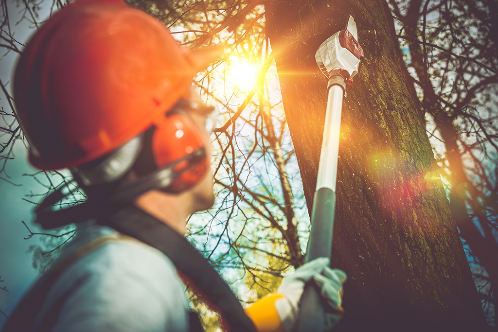 Why Is a Tree Trimming Service Necessary? | Tree Trimming Service in Dallas, TX