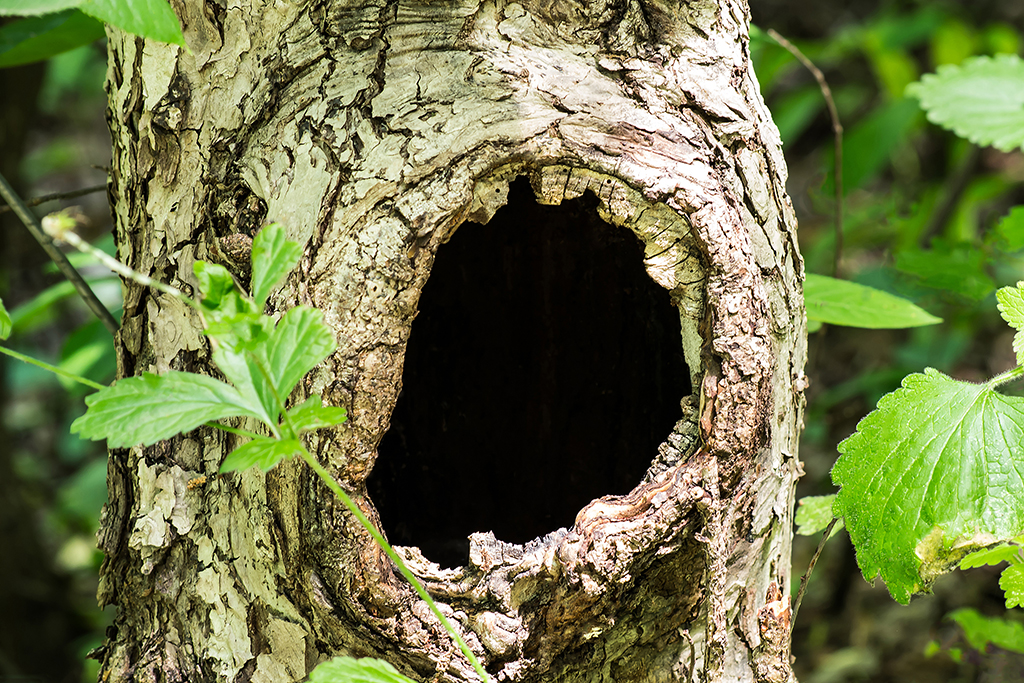 5 Signs That You Need Tree Removal Services in the Dallas Fort Worth Area