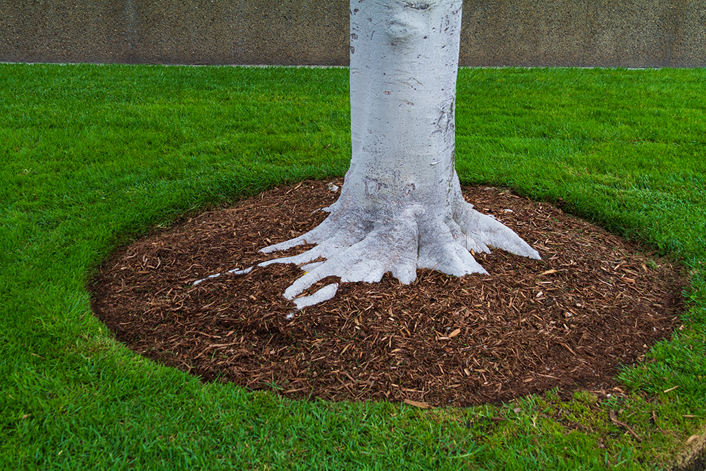 Do I Need to Place Mulch Around Trees? Tips from Your Fort Worth, TX Tree Service