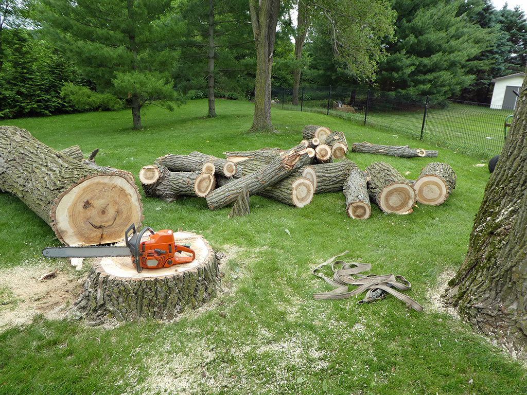 Tree Contractor Durham Region