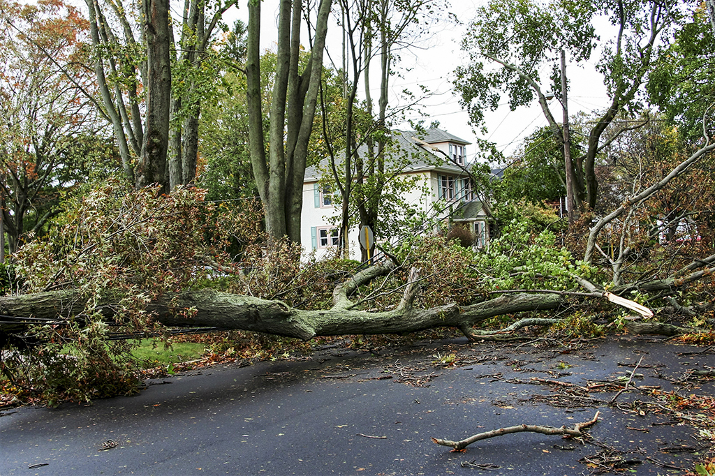 When to Call for Emergency Tree Service | Fort Worth, TX