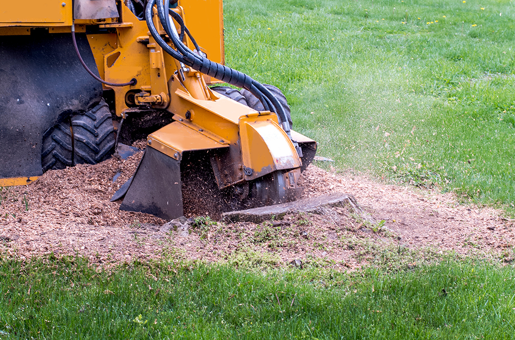 Why You Need Stump Grinding Tree Service | Fort Worth, TX