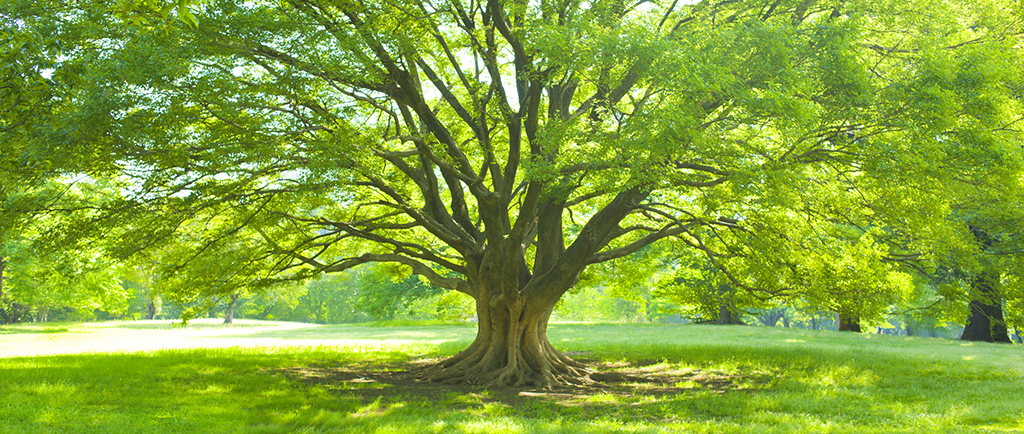 S&P-Tree-Service--Big-Trees-Happen-Here-_-Dallas,-TX