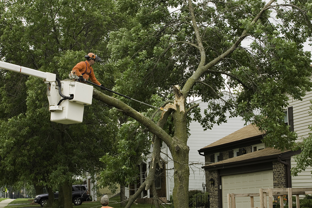 Do-You-Need-Emergency-Tree-Service--_-Fort-Worth,-TX-