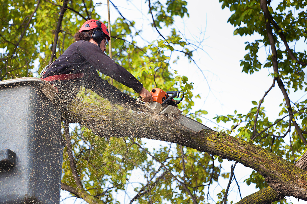 Do You Need Tree Trimming Service? | Dallas Fort Worth Area