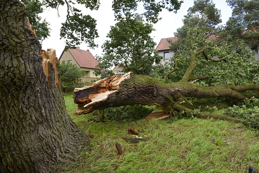 A Guide to Emergency Tree Services | Fort Worth, TX