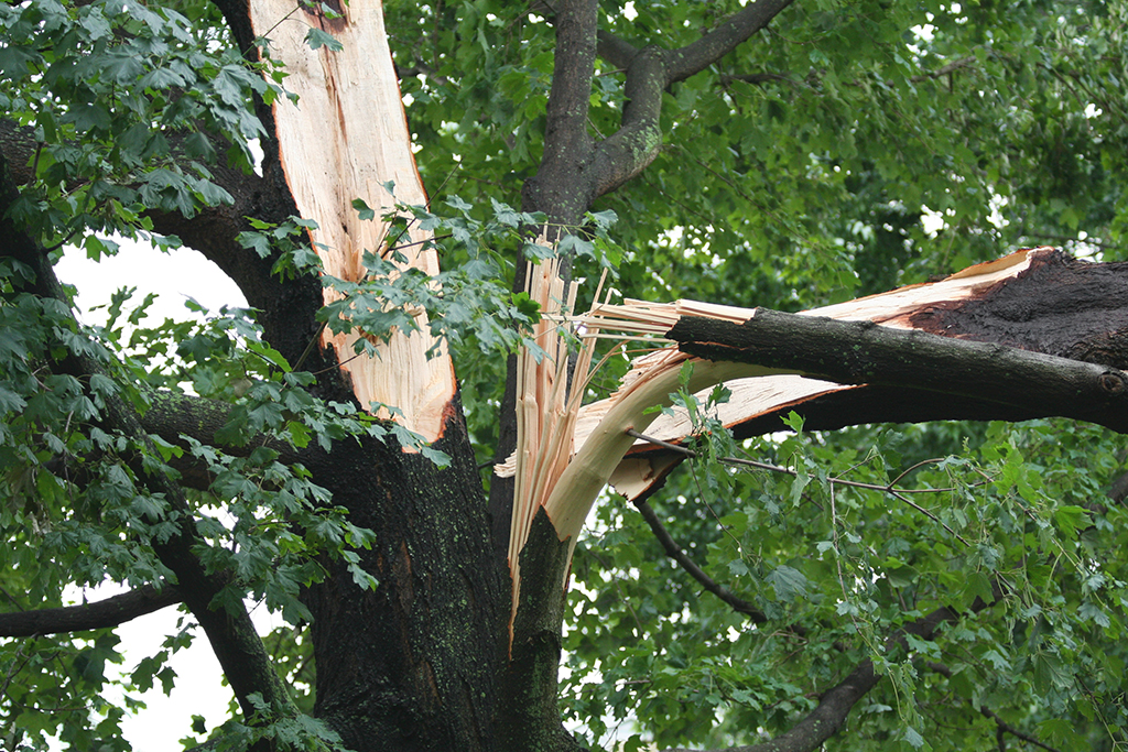 5 Reasons Why You Need A Tree Removal Service | Dallas, TX