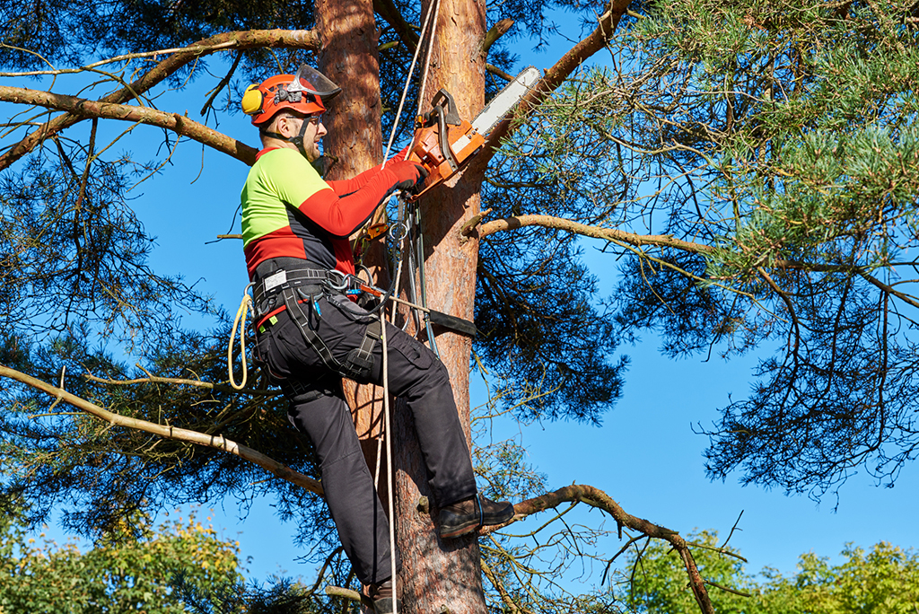 Essential-Facts-About-Tree-Trimming-Service-_-Dallas-Fort-Worth-Area