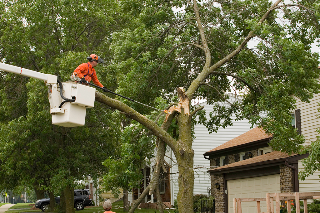 4-Indicators-That-You-Require-Emergency-Tree-Service-_-Dallas,-TX