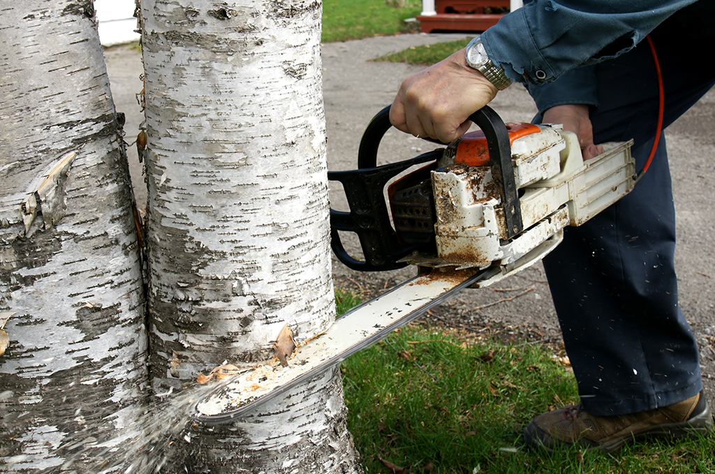 Affordable Tree Removal Service by Skilled Fort Worth Experts | Fort Worth, TX