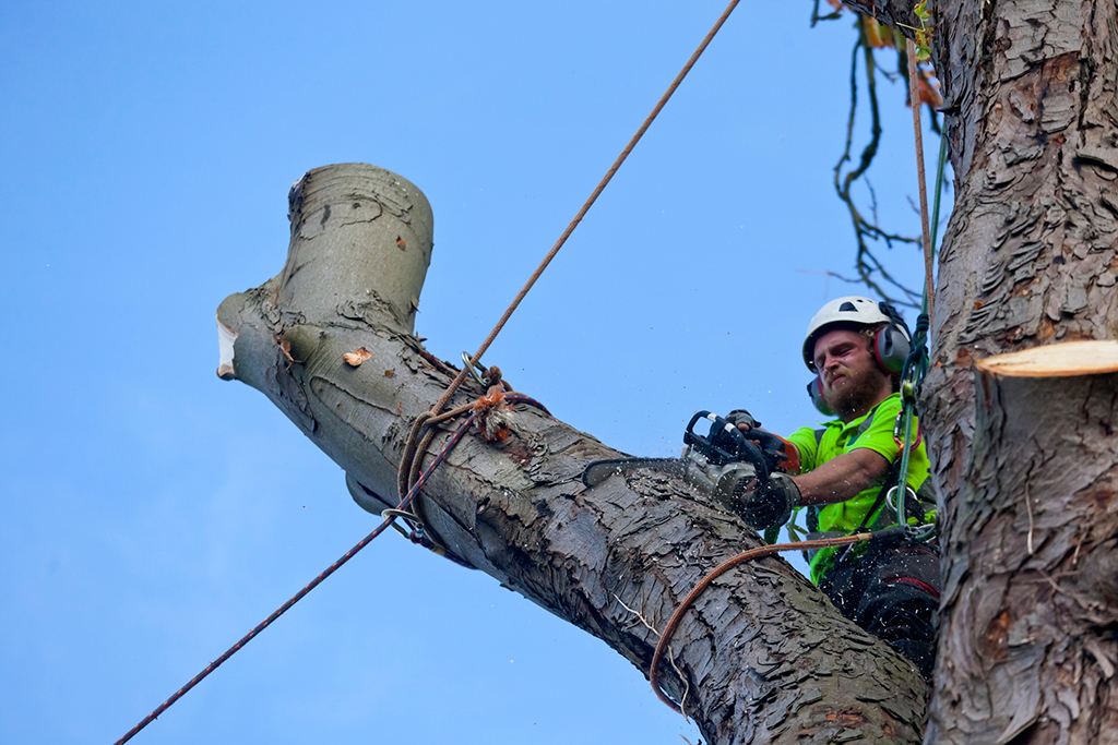 What You Need To Know About Tree Removal Service | Dallas, TX