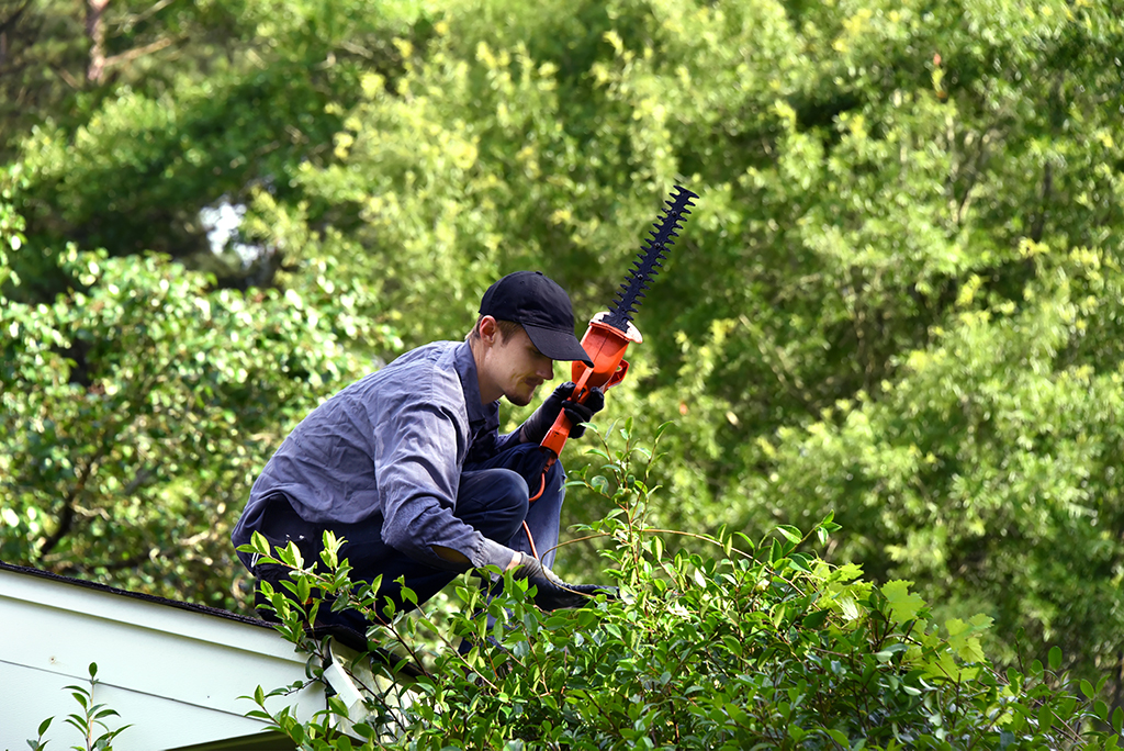 Why You Need A Tree Trimming Service | Dallas Fort Worth Area