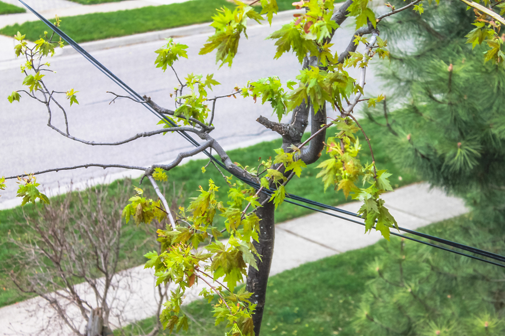 5-Instances-When-You-Need-An-Emergency-Tree-Service-_-Fort-Worth,-TX