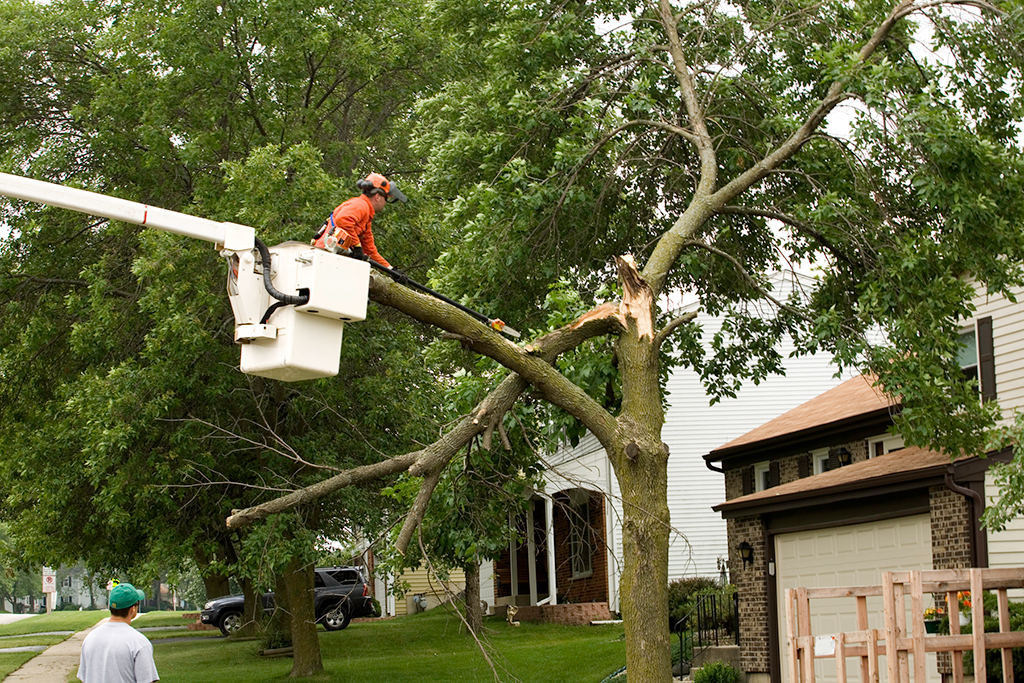 Emergency Tree Service | Fort Worth, TX