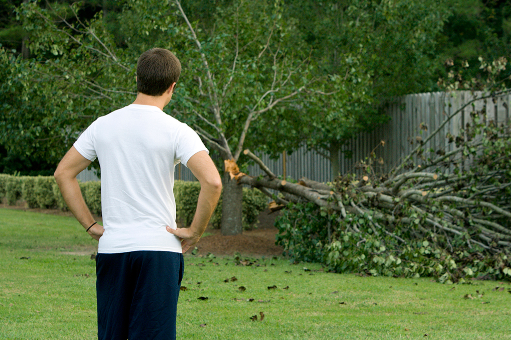 Signs That You Need To Call An Emergency Tree Service | Dallas, TX