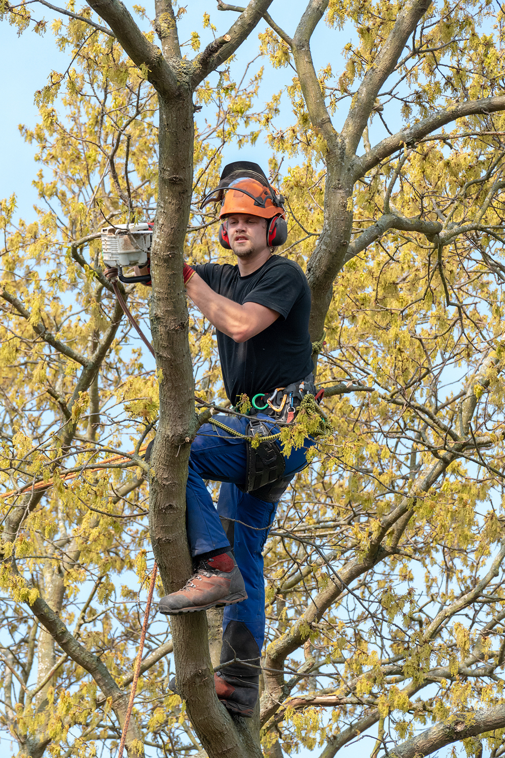 Tree-Trimming-Service-_-Fort-Worth,-TX