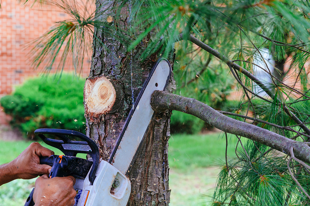 See the Difference That Our Expert Tree Trimming Service Makes | Dallas Fort Worth Area