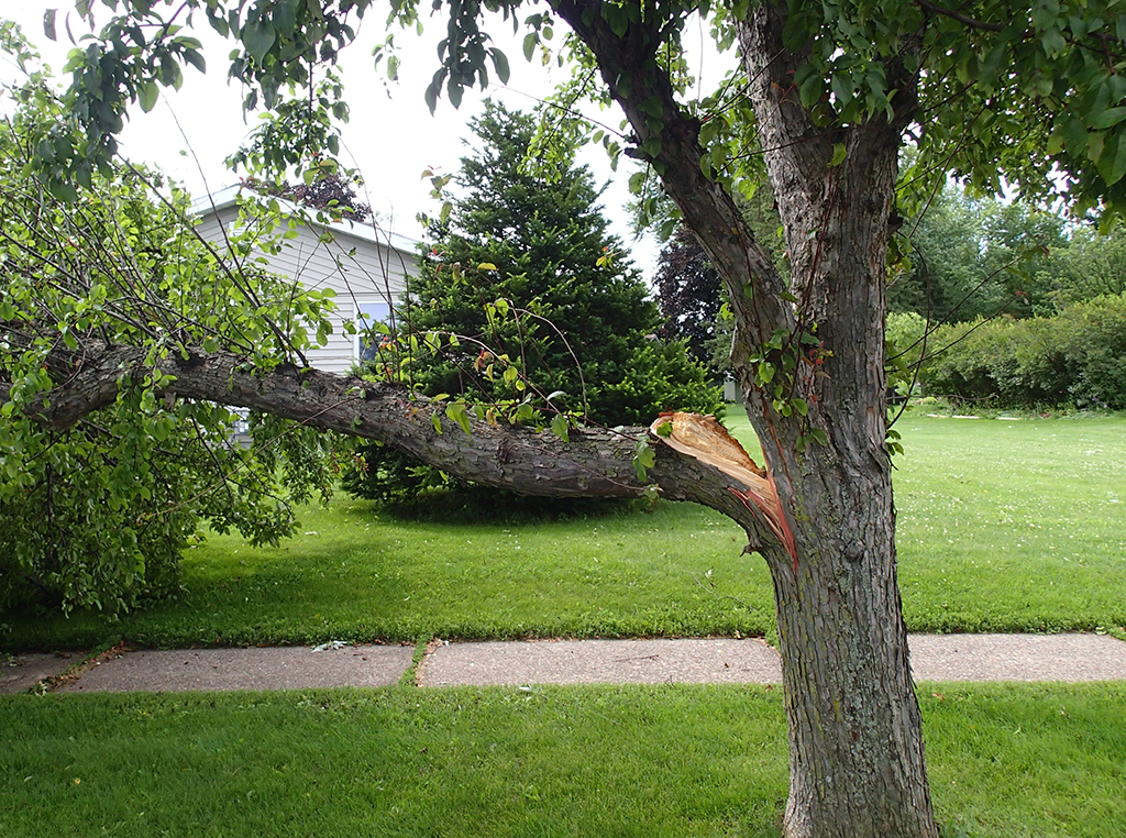 Emergency Tree Service: A Must For Storm-Prone Property Owners | Fort Worth, TX
