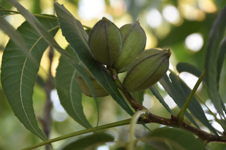 tree-trimming-service-a-guide-to-the-most-common-trees-in-texas