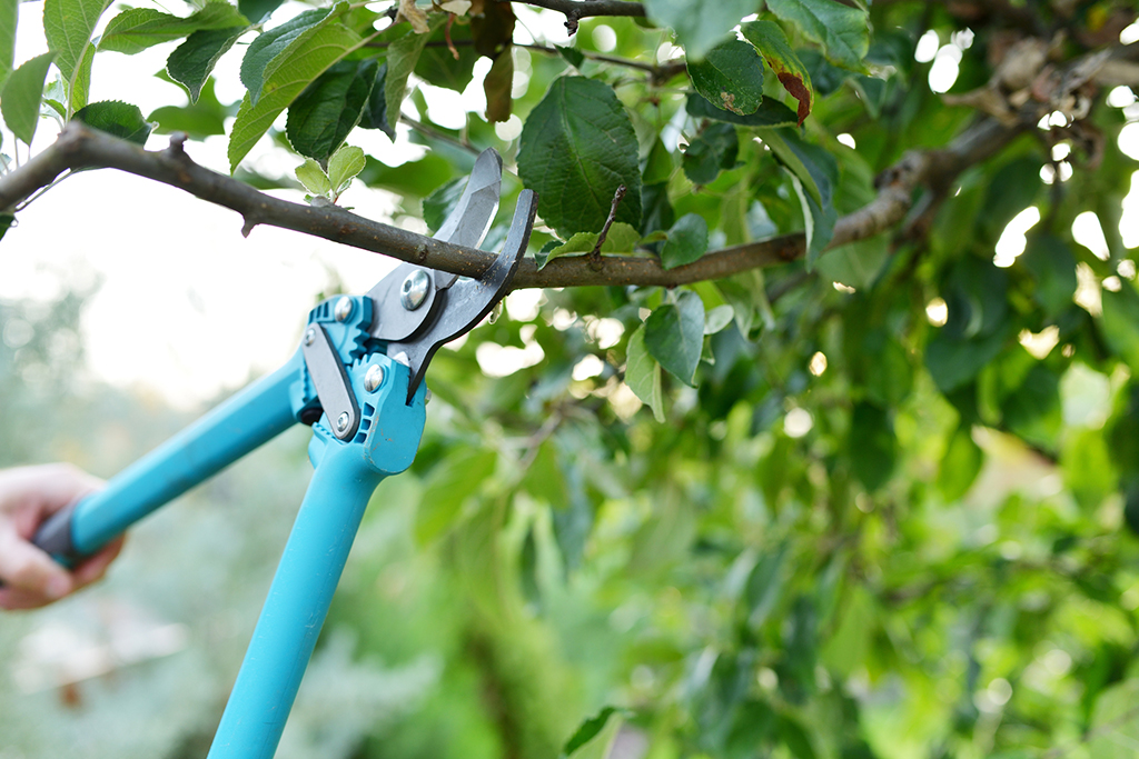 Types-Of-Pruning-Your-Tree-Trimming-Service-Might-Include-_-Dallas-Fort-Worth-Area