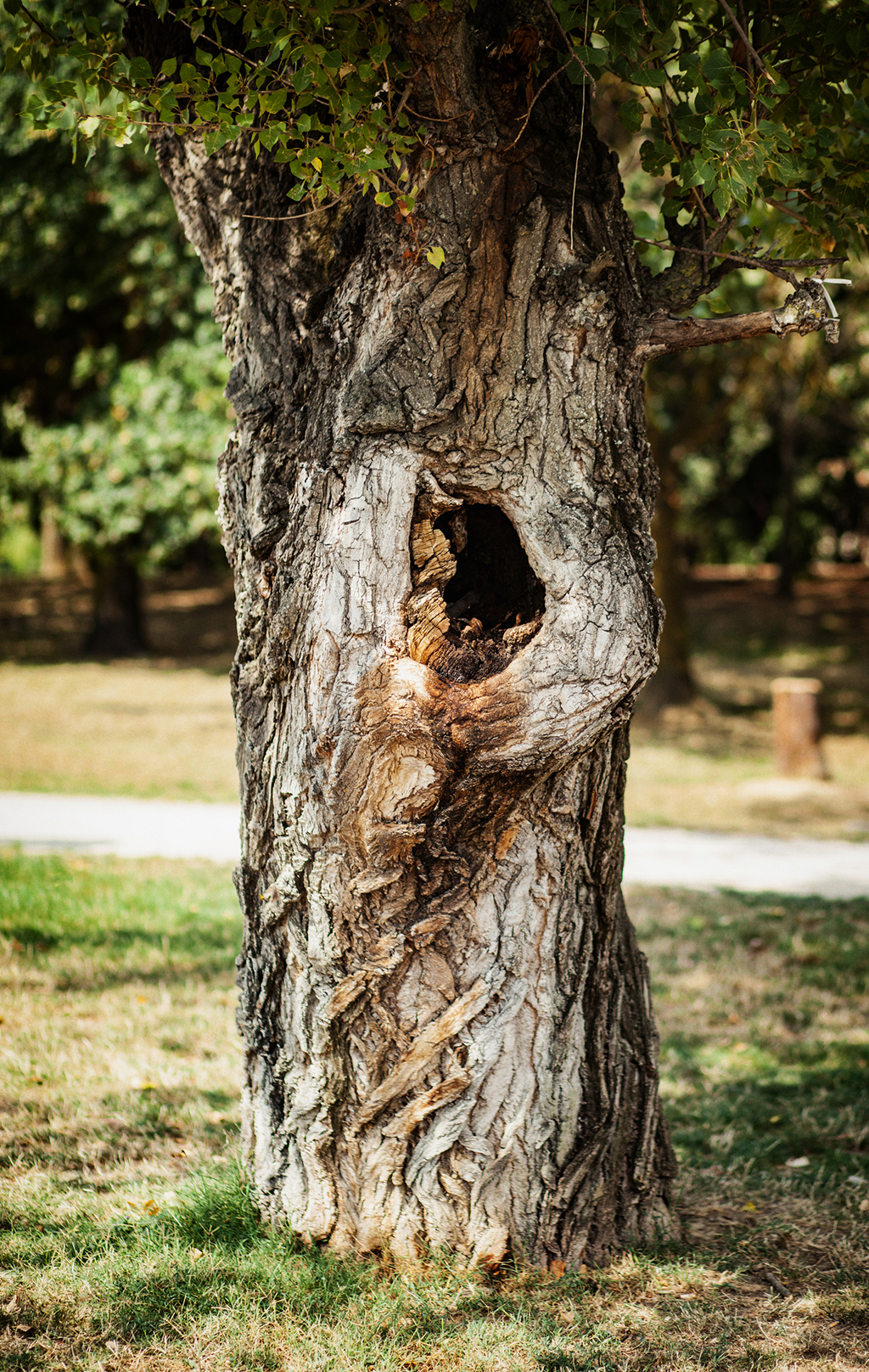 5-Ways-To-Tell-Whether-You-Need-A-Tree-Removal-Service-_-Fort-Worth,-TX