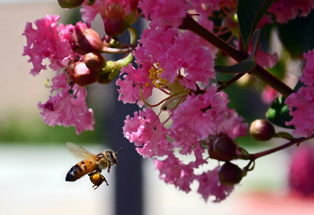 Emergency-Tree-Service-And-Trees-That-Attract-Bees-And-Other-Pollinators-To-Your-Garden-_-Fort-Worth,-TX