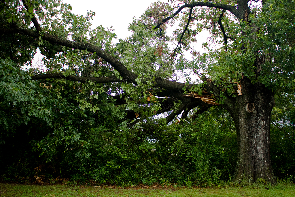 Hiring-The-Right-Emergency-Tree-Service-_-Fort-Worth,-TX