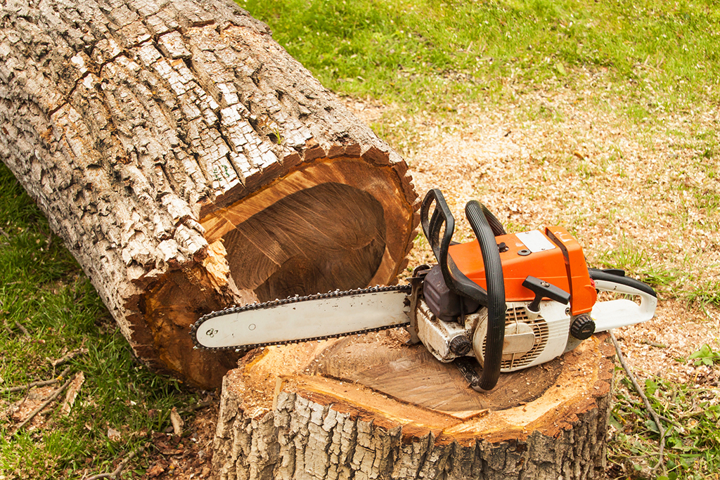 Find-The-Best-Emergency-Tree-Service-With-S&P-Tree-Service-_-Dallas,-TX