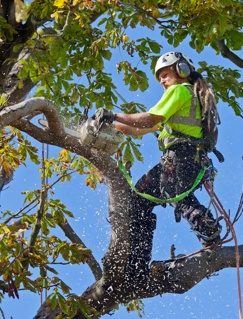 Go-To-S&P-Tree-Service-For-A-Tree-Trimming-Service-_-Dallas-Fort-Worth-Area