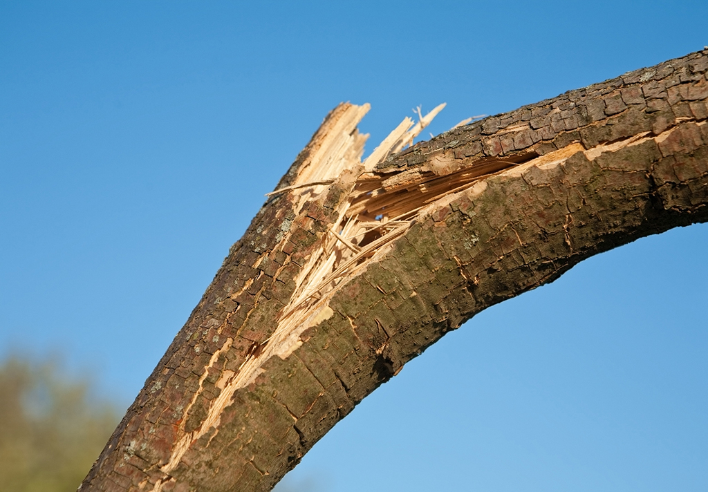 8-Signs-That-It-Is-Time-To-Call-An-Emergency-Tree-Service-_-Fort-Worth,-TX