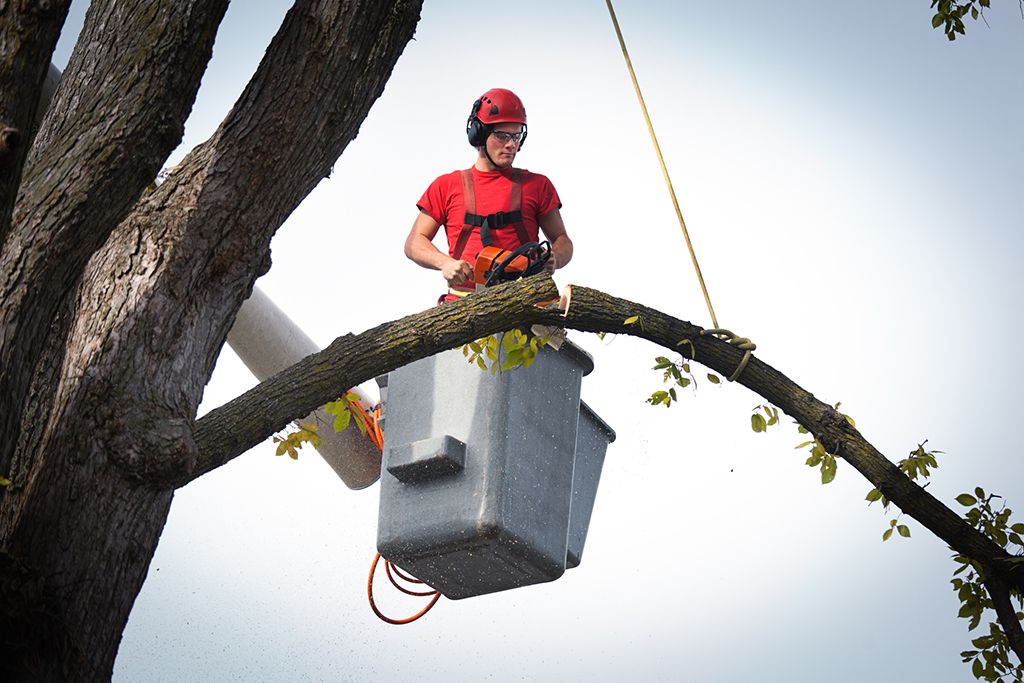 Emergency Tree Service: How It Can Help | Fort Worth, TX