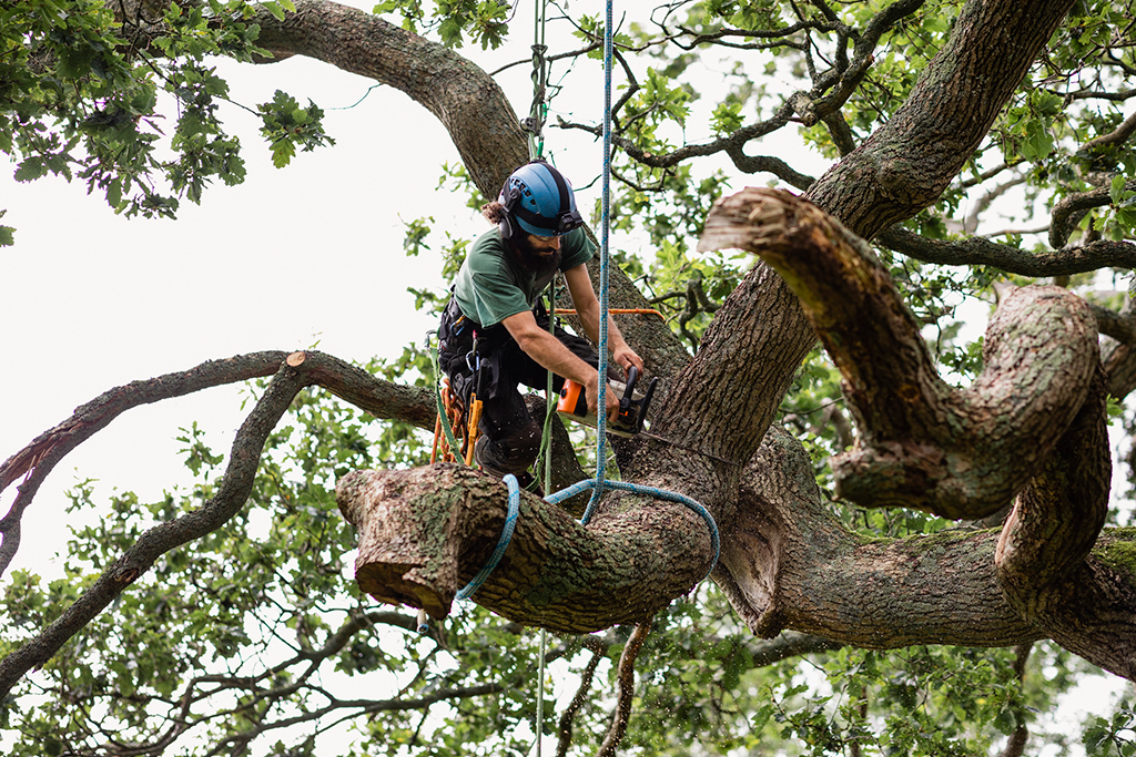 Why-You-Need-A-Professional-Tree-Trimming-Service-_-Dallas-Fort-Worth-Area