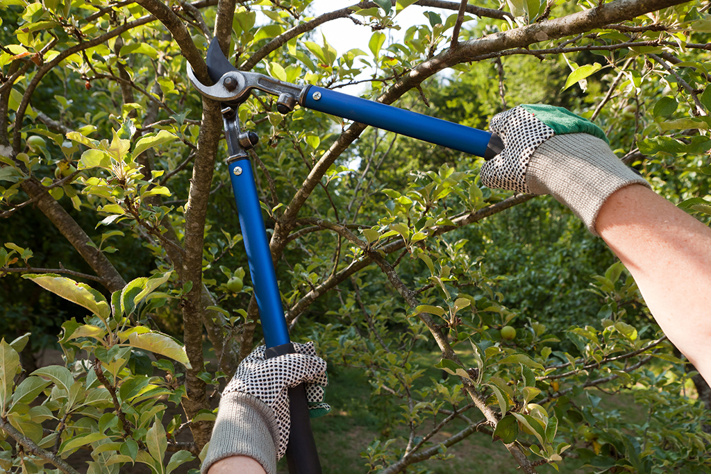 A Look At Tree Trimming Service Dos And Don’ts! | Fort Worth, TX