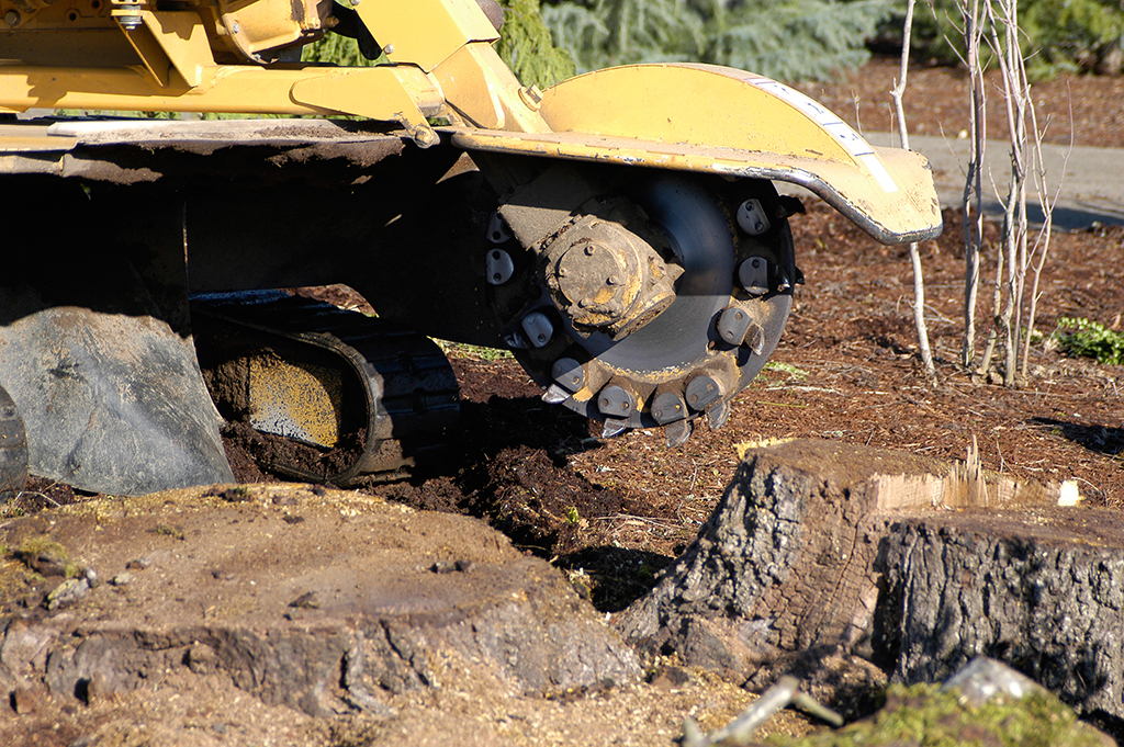 Tree Removal Service: Stump Grinding 101 | Dallas, TX
