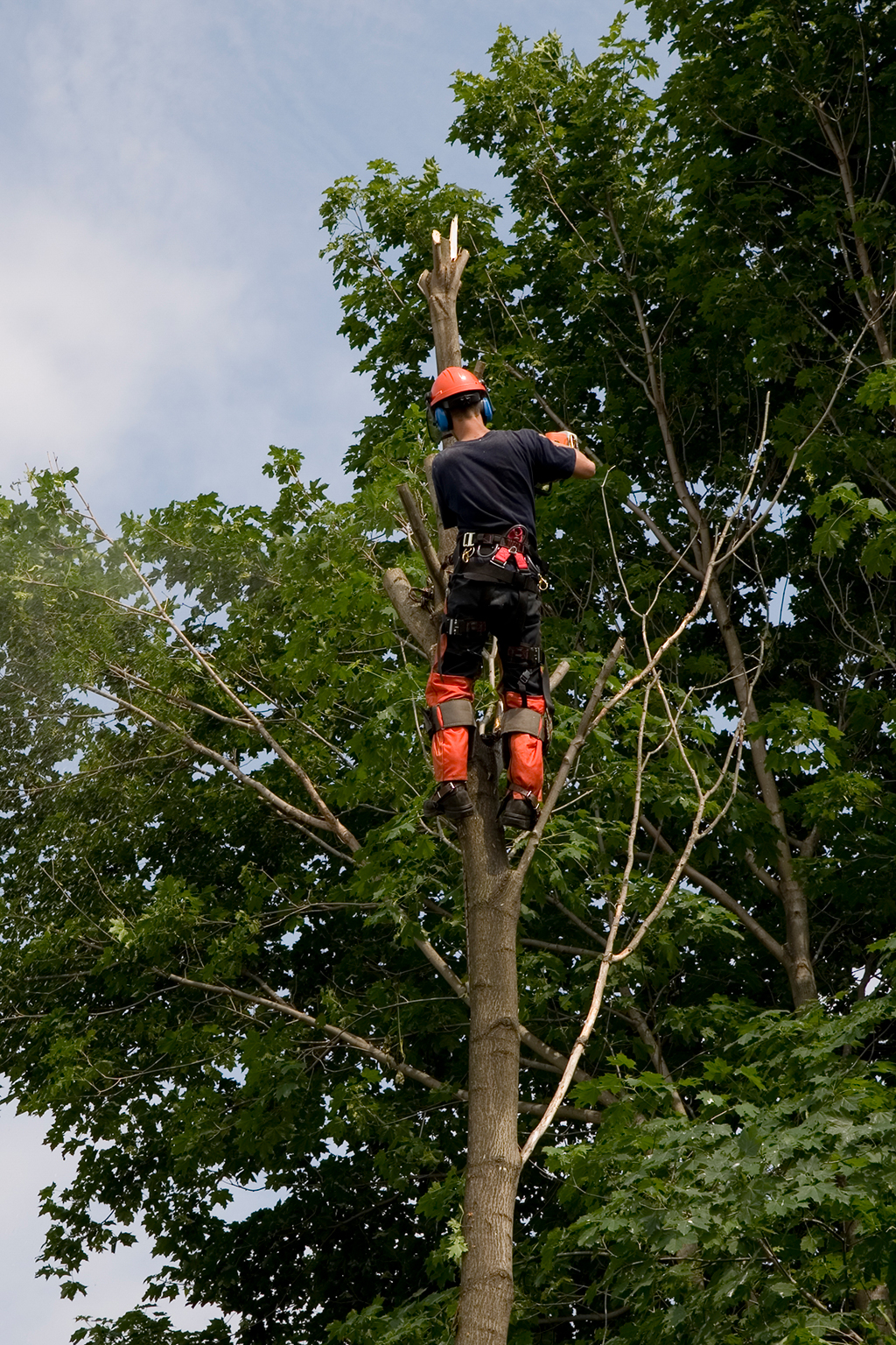 4-Reasons-Why-You-Should-Call-A-Tree-Removal-Service-_-Dallas,-TX