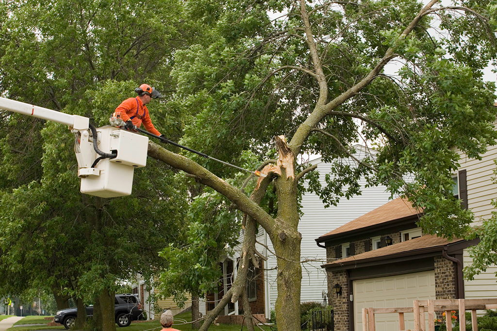 When-To-Call-An-Emergency-Tree-Service-_-Fort-Worth,-TX