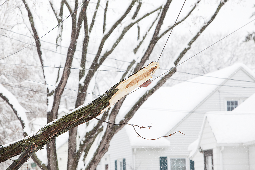 3-Times-To-Consider-Calling-An-Emergency-Tree-Service-During-The-Winter-_-Fort-Worth,-TX